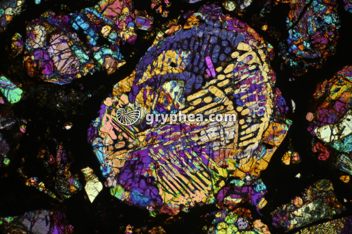 Météorite LPA x16 - gryphea.com